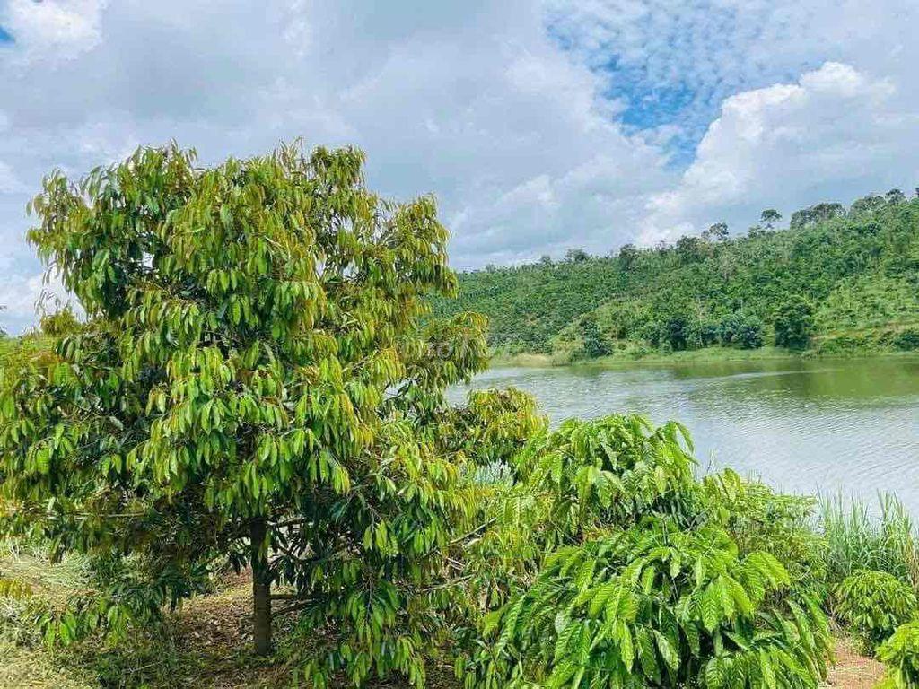 Bán Vườn Thuận An Bám đập cách tỉnh lộ 683 nhựa 300m, đã tách 5 sổ sẵn - Ảnh chính